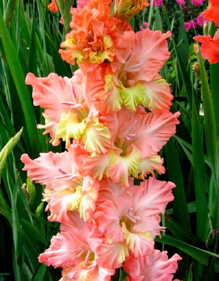 

Гладиолус Серафин 1 уп. (3 шт.)