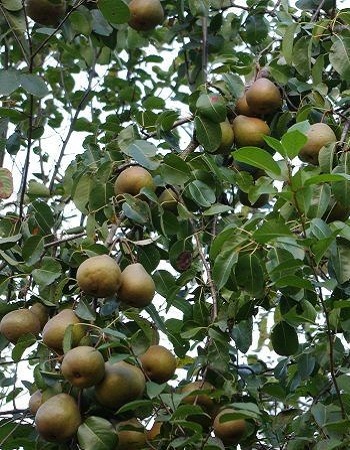 

Груша Просто Мария 1шт ОКС