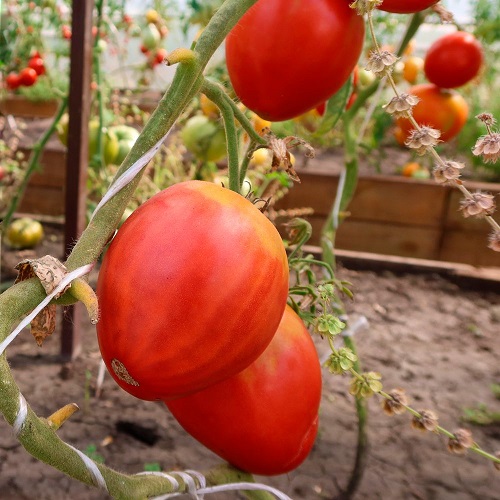 Томат Любящее Сердце красное (УД) 20 шт. цв.п. 