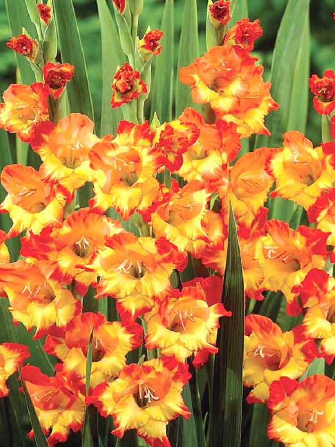 

Гладиолус Принцесс Маргарет Роуз