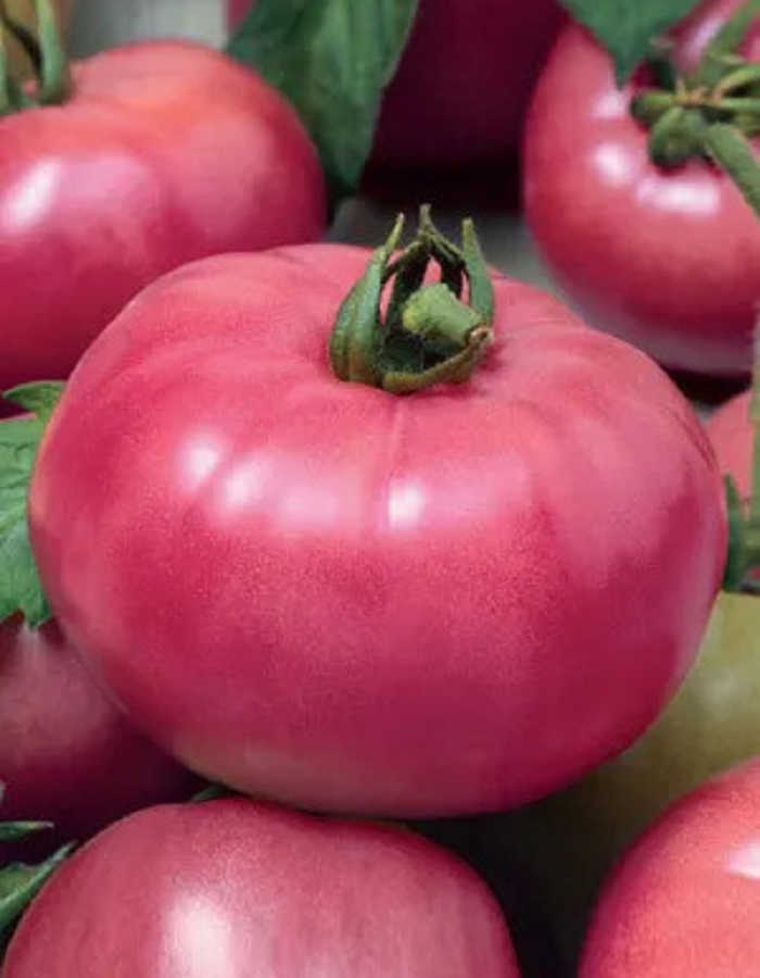 Томат Микадо Розовый (УД) 20 шт. цв.п. семена орешка томат розовый от пергошта 10 шт