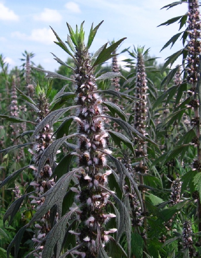 

Пустырник Самарский ASF 1 шт Р9