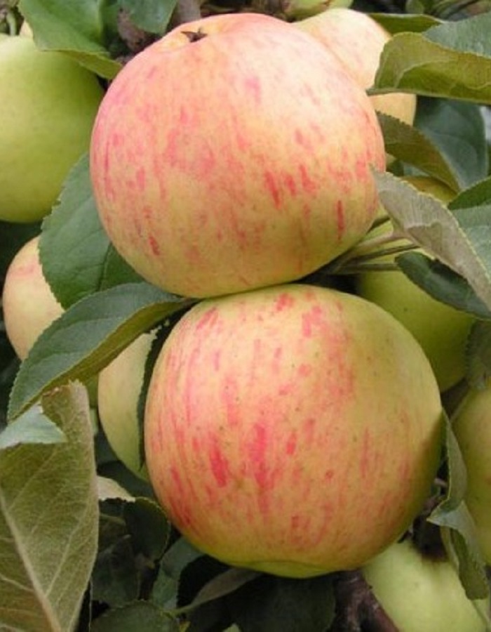 

Яблоня Юбиляр