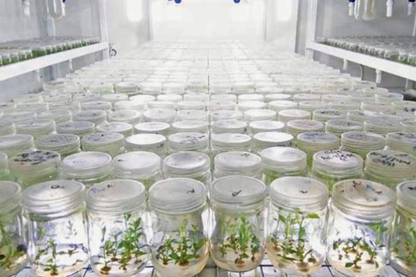 Клональное микроразмножение растений -технология будущего!