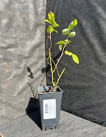 Роза чайно-гибридная Мондиаль 