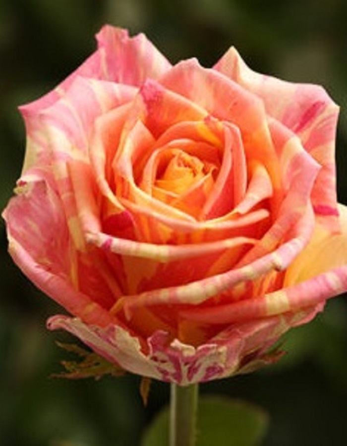 Роза чайно-гибридная Фиеста 1 шт роза чайно гибридная биг перпл 1 шт
