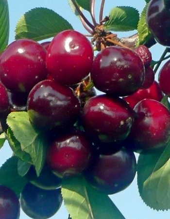 Вишне-черешневый гибрид (ВЧГ) Чудо-вишня 