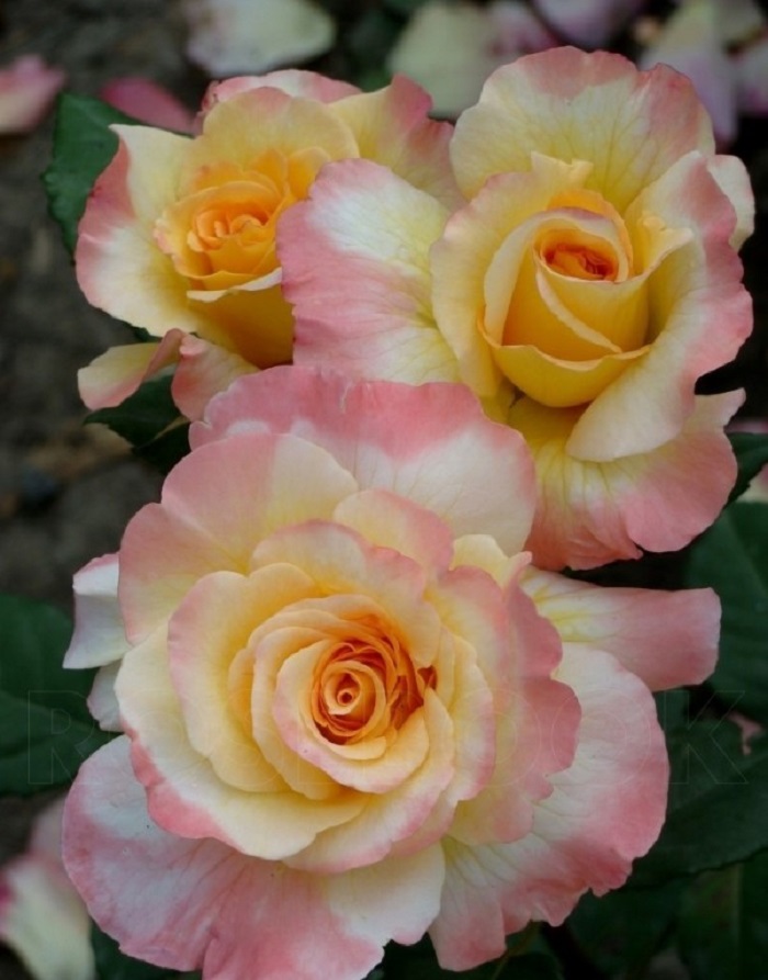 Роза чайно-гибридная Акварель 1 шт цена и фото