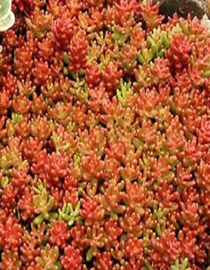 

Очиток лопатчатолистый (орегонский) 1 шт Р9