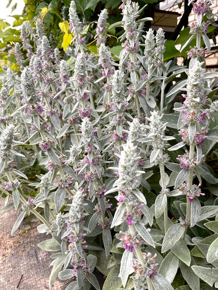 

Чистец шертистый Фёрби ASF 1 шт Р9