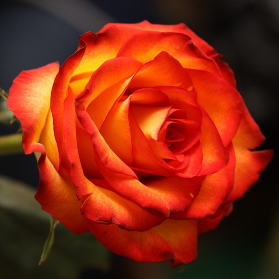 Роза чайно-гибридная Высший Свет 1 шт
