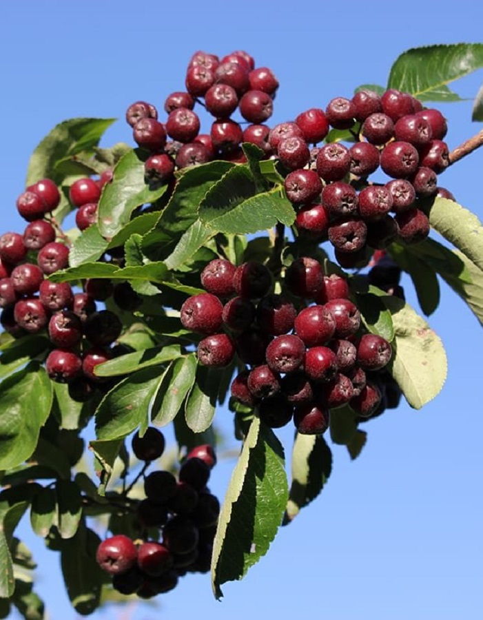 

Рябина Ликерная