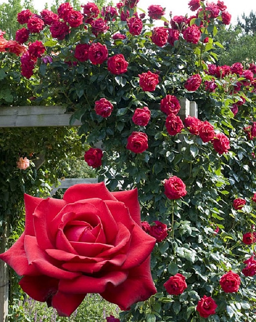 Роза плетистая Гримпан Кримсон Глори