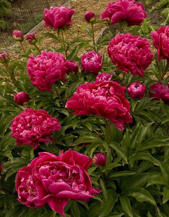 

Пион травянистый Маэстро