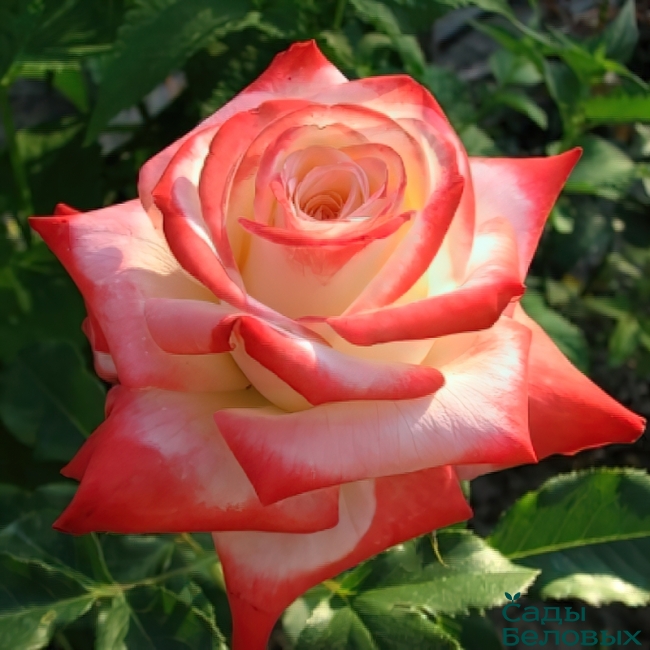 Роза чайно-гибридная Императрица Фарах 