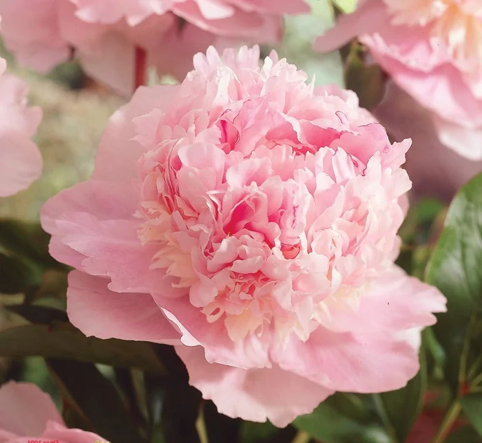 

Пион травянистый Аромат Эдема