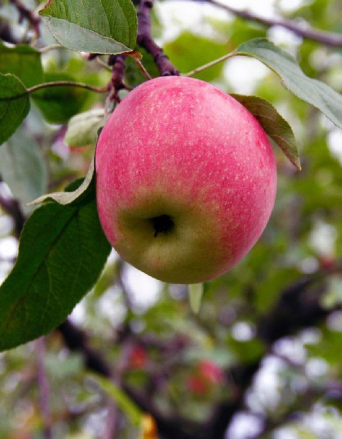Яблоня Краса Свердловска (3 года) 1 шт яблоня краса свердловская