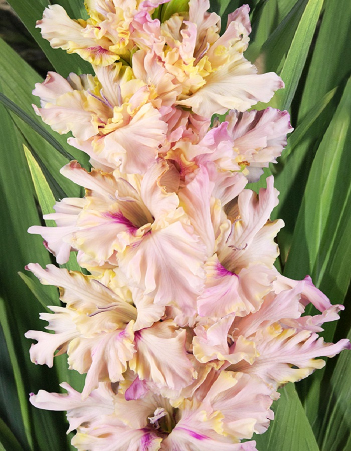 

Гладиолус Алиса в Стране Чудес 1 шт