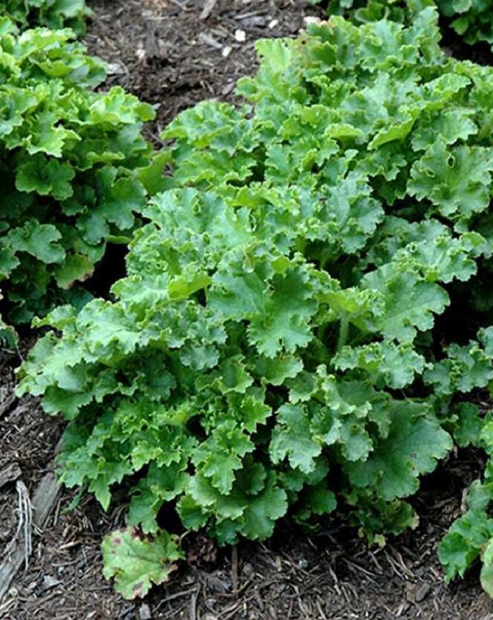 

Гейхера Малахит 1 шт ASF Р9