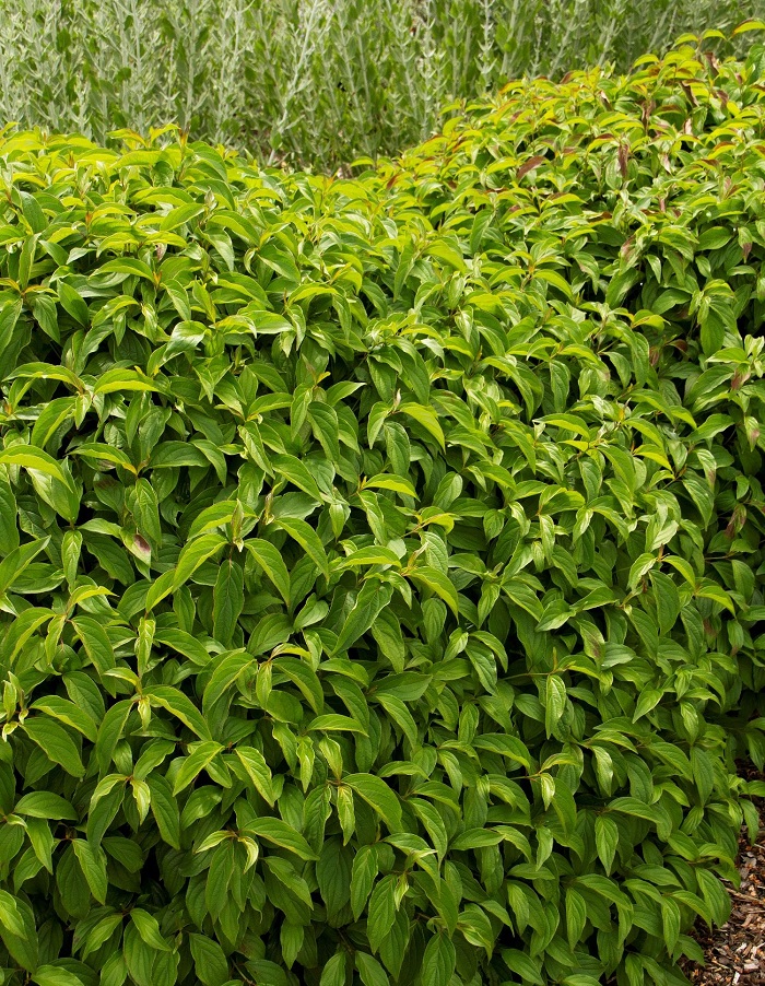 

Дерен Келси 1 шт Р9