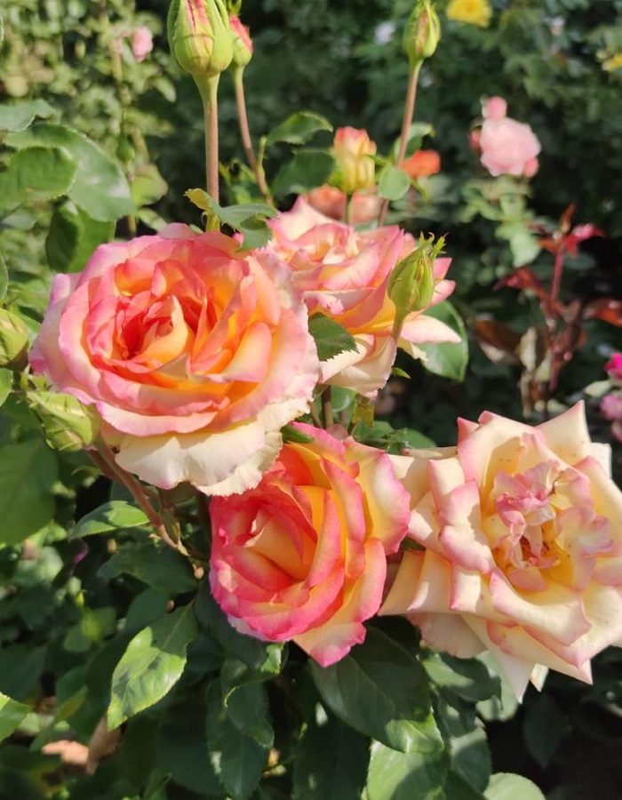 

Роза чайно-гибридная Амбианс