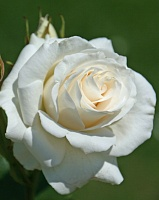 Роза чайно-гибридная Анастасия