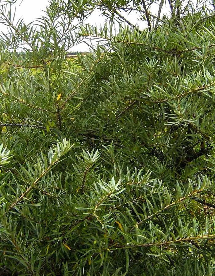 

Облепиха Аллей (мужской сорт)