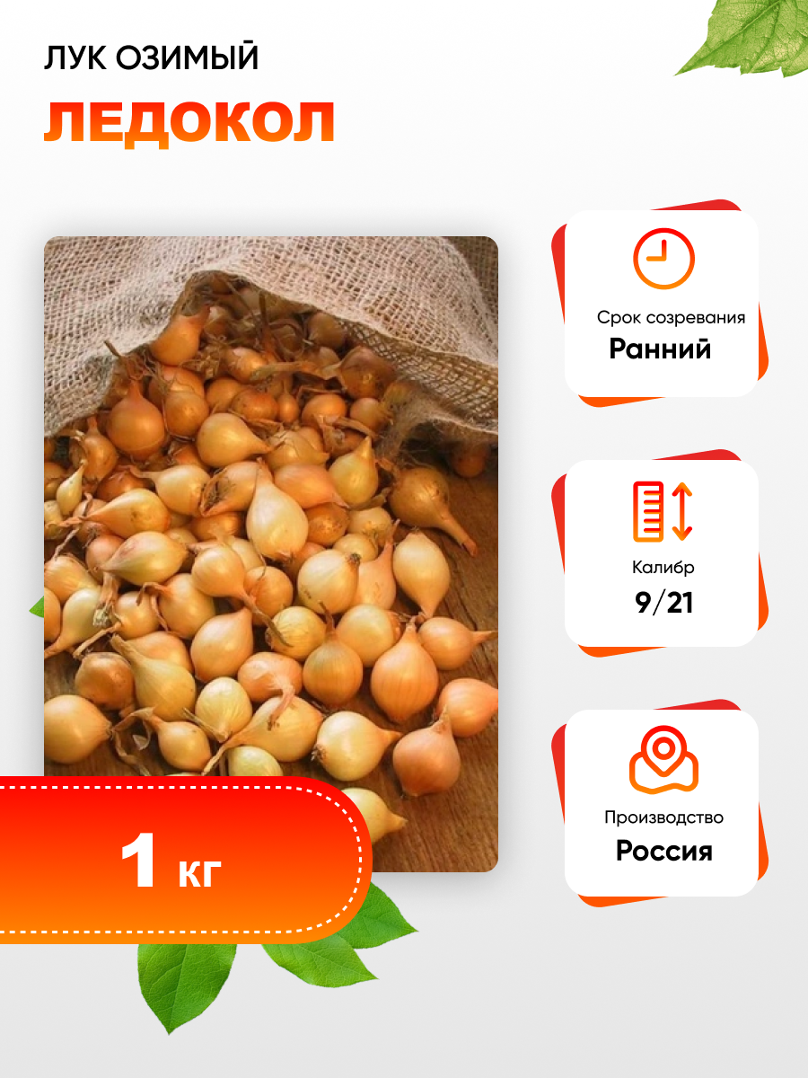 

Лук озимый Ледокол (калибр 9/21)1 кг