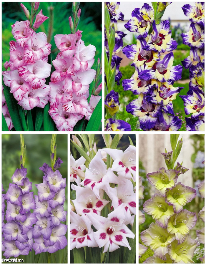 

Микс гладиолусов голландской селекции Переливы 5 шт.