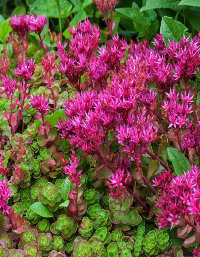 

Очиток ложный Кровь Дракона 1 шт Р9