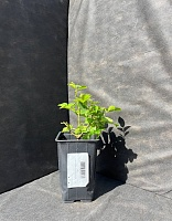 Роза чайно-гибридная Карусель 