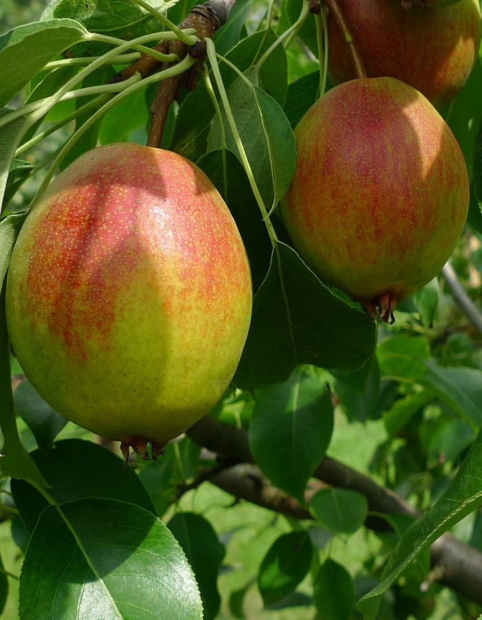 

Груша Красуля