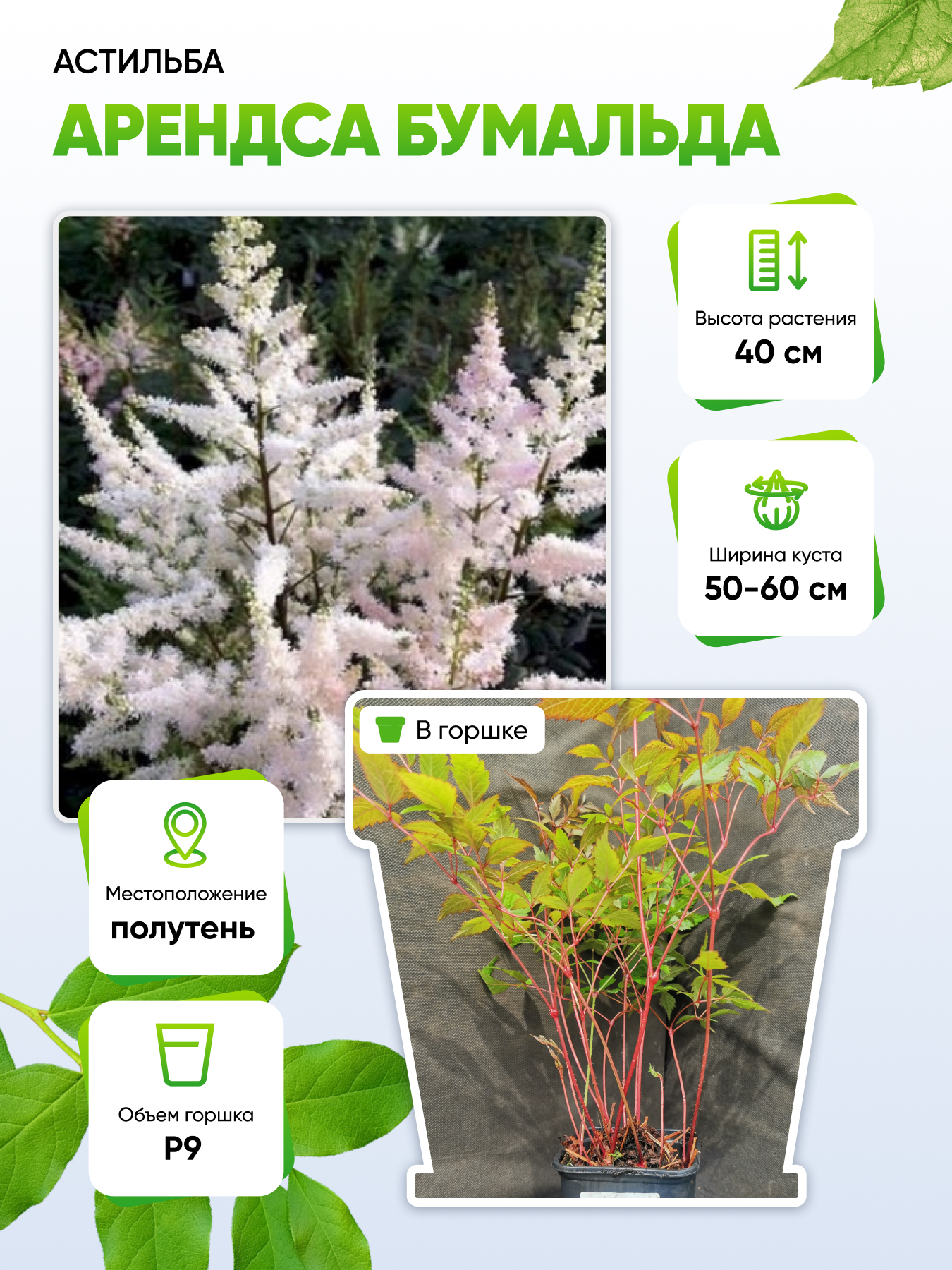 

Астильба Арендса Бумальда 1 шт Р9