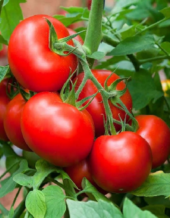 Томат Красный Луч F1 (УД) 10 шт цв.п. семена томат настёна f1 10 шт