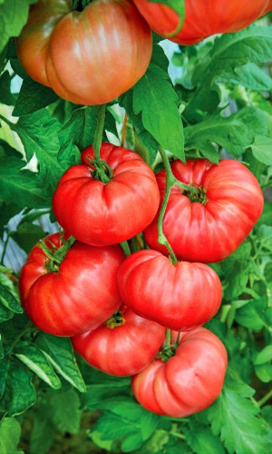 Томат Сахарная Голова (УД) 12 шт цв п