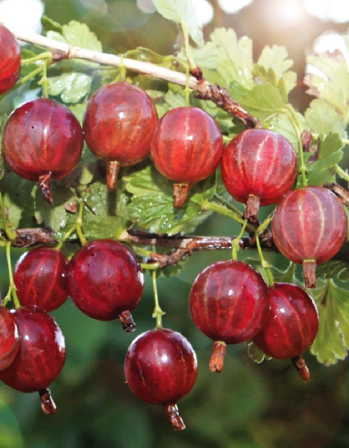 

Крыжовник Колобок