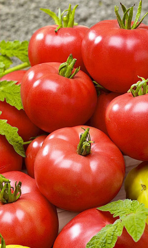 Томат Буги-Вуги F1 (УД) 12 шт цв.п