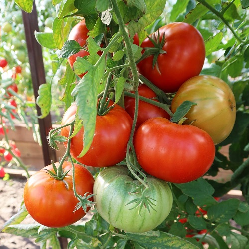 Томат Гордость Урала (УД) 20 шт цв.п