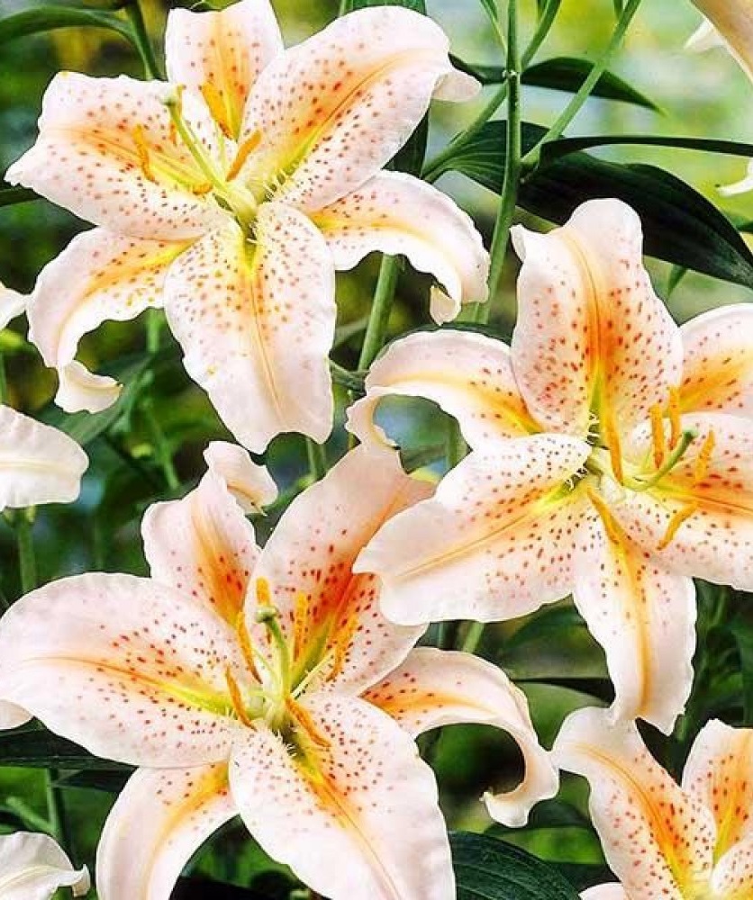 

Лилия Салмон Пати