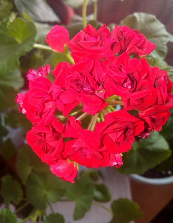 Пеларгония крупноцветковая Венецианская роза 5 шт 