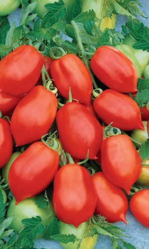 Томат Непасынкующийся Консервный (УД) 20 шт. цв.п.