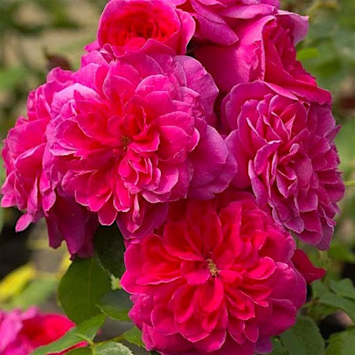 Роза спрей Сангрита