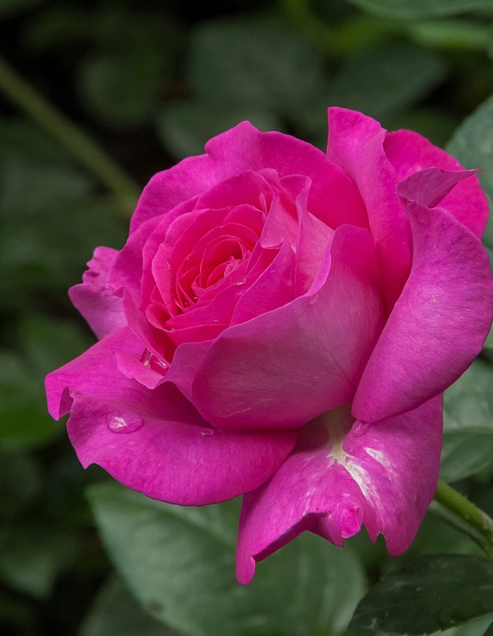 Роза чайно-гибридная Шакира 1 шт