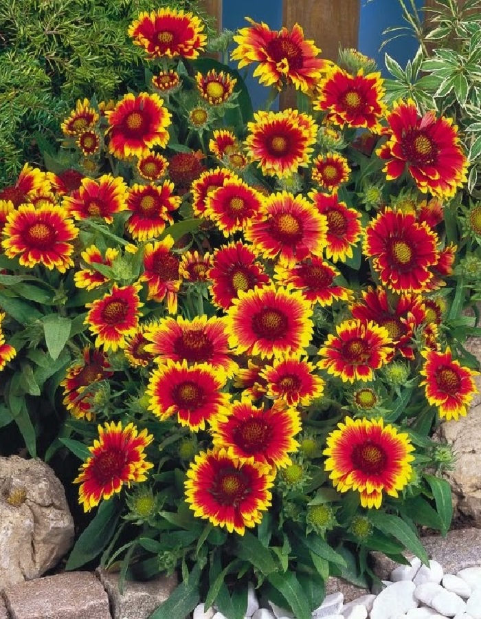 

Гайлардия смесь ASF 1 шт Р9