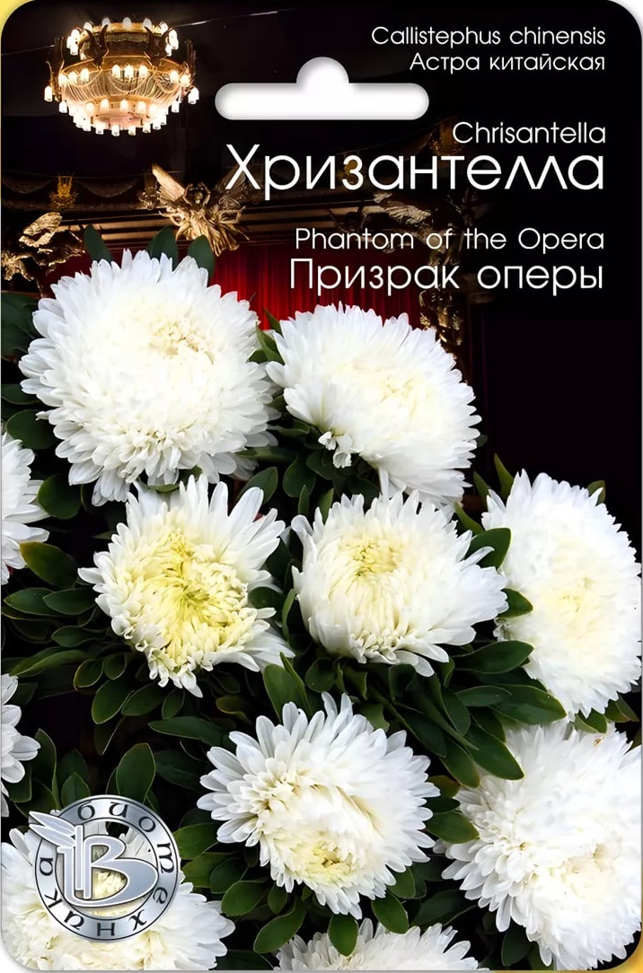 

Астра Хризантелла Призрак оперы 30 шт