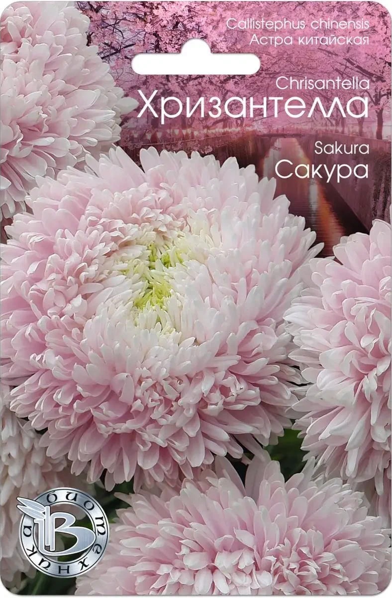 

Астра Хризантелла Сакура 30 шт