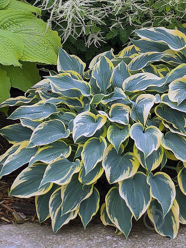 Хоста Ферст Фрост 