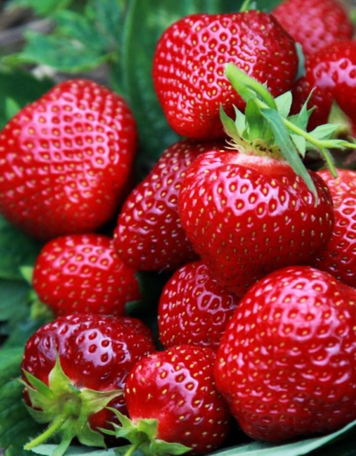 

Земляника садовая Сенсация