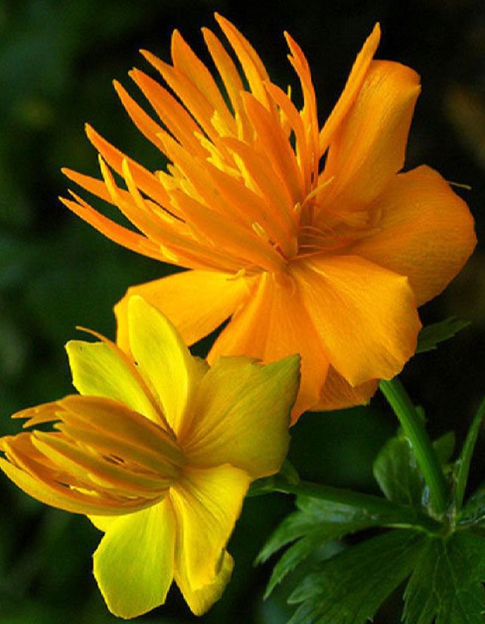 

Купальница китайская Голден Куин