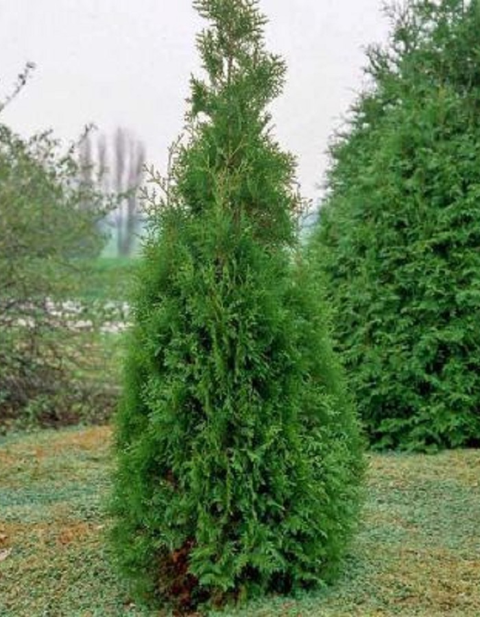 

Туя западная Кинг оф Брабант 1 шт Р9